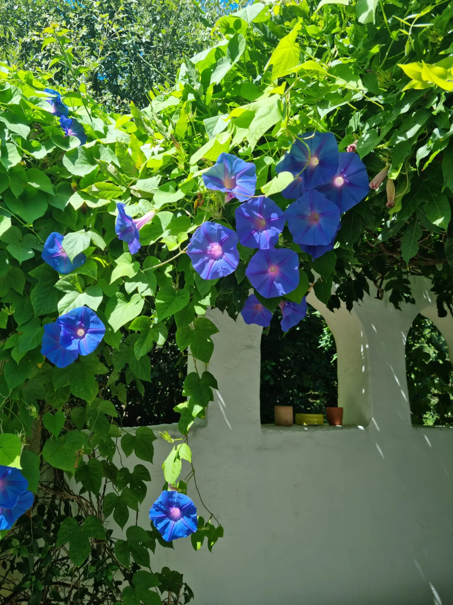 Climatis